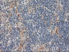 CXorf26 Antibody (clone OTI4F11)