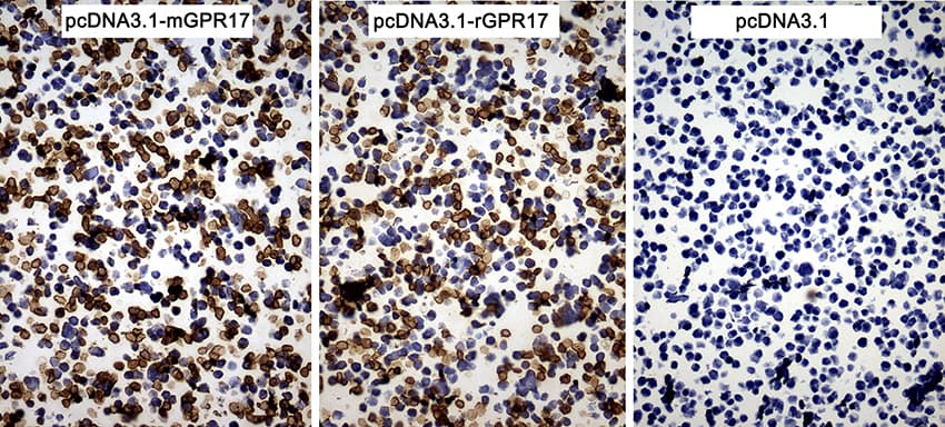 GPR17 Antibody (C-Terminus, clone OTI6A3)
