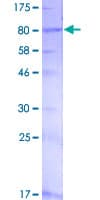 Human ITPRIP Protein (Recombinant GST)