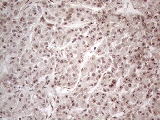 HMGB4 Antibody (clone OTI5G3)