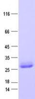 Human MED28 / Magicin Protein (Recombinant His, N-Terminal)