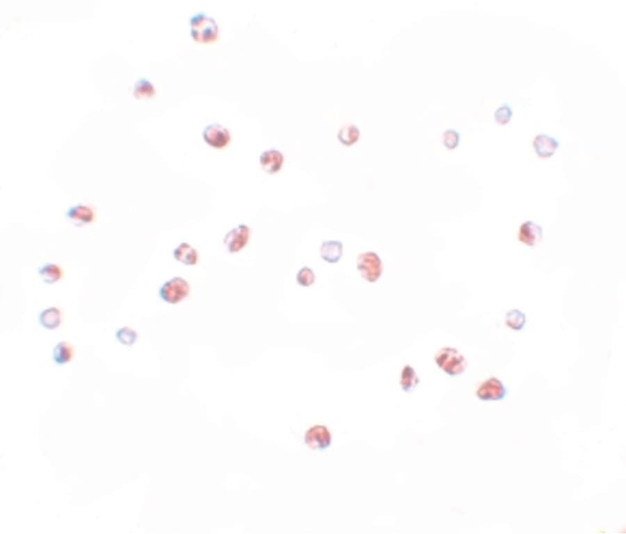 IHC-plus™ NLRC5 / NOD4 Antibody
