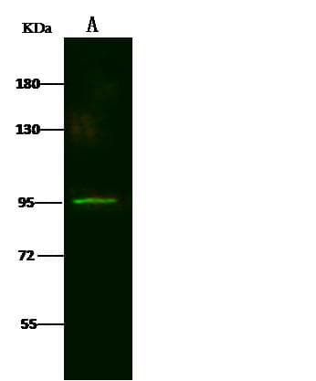 Polyclonal Rabbit anti-Human LRRC8B Antibody (Preservative Free, WB)