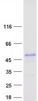 Human WDR55 Protein (Recombinant Myc-DDK (Flag))