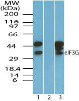 IHC-plus™ EIF3G Antibody (aa200-250)