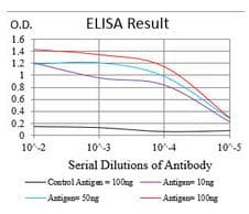 NBN / Nibrin Antibody (aa400-650, clone 7E4A2)