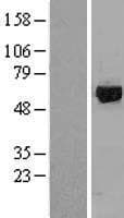 Rhodopsin Kinase / GRK1 Protein (Over-Expression Lysate Myc-DDK (Flag))