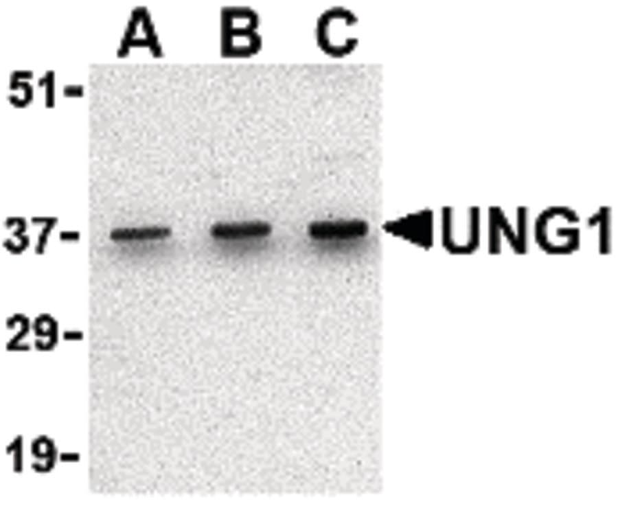 IHC-plus™ UNG / Uracil DNA Glycosylase Antibody
