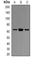 ATL1 Antibody