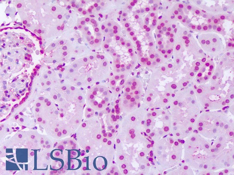 IHC-plus™ SGK2 Antibody (N-Terminus)