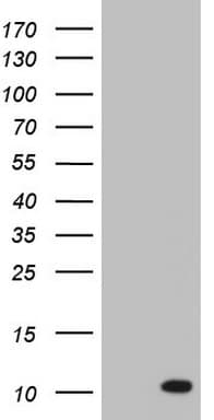 PYDC1 Antibody (clone OTI9C10)