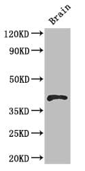RBM4 / LARK Antibody
