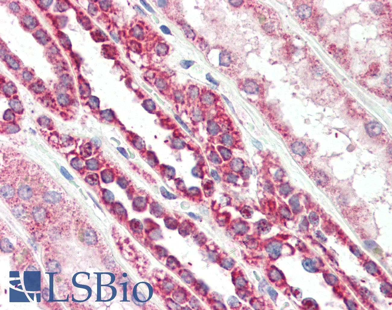 IHC-plus™ TSPO / PBR Antibody (aa156-169)