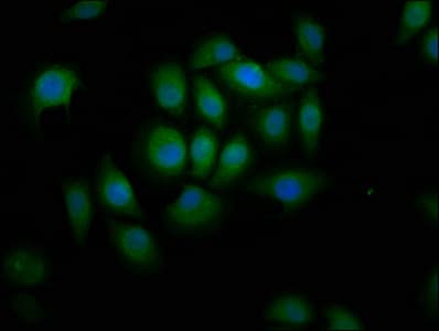 LI2 / Abca12 Antibody