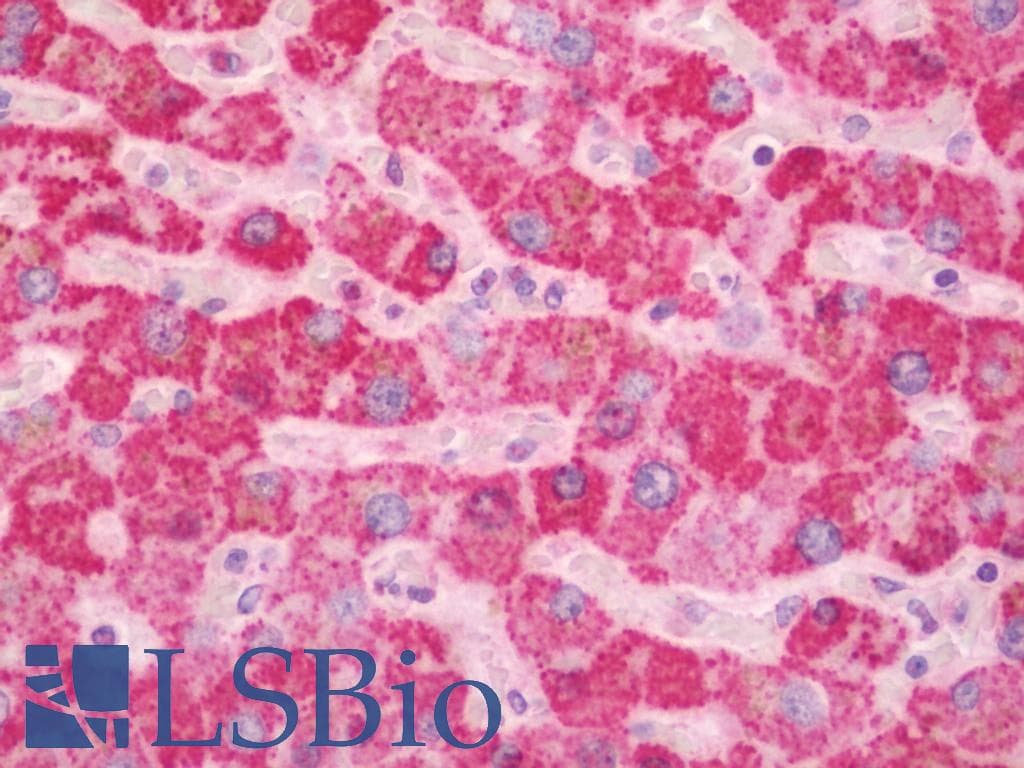 GOT2 Antibody (Biotin)