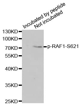 Polyclonal Rabbit anti-Human RAF1 / RAF Antibody (phospho-Ser621, IF, WB)
