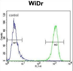 IHC-plus™ MUC20 Antibody (aa654-684)