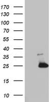 MRPS11 Antibody (clone OTI2D1, Carrier-free)