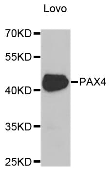 PAX4 Antibody