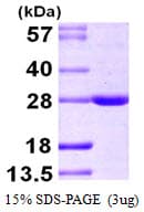 Human BAG2 Protein (Recombinant His)