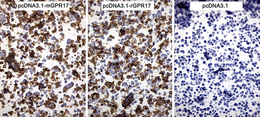GPR17 Antibody (C-Terminus, clone OTI10B8)