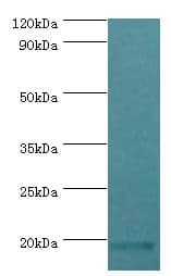 luxS Antibody (FITC)