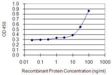 Monoclonal Mouse anti-Human MYO1E / Myosin IE Antibody (clone 7A5, WB)