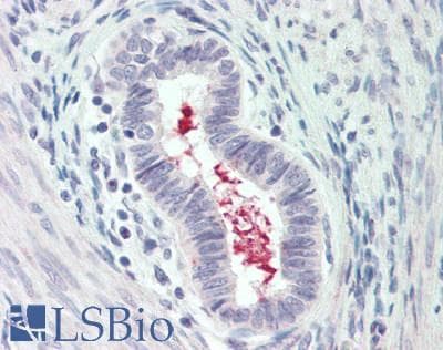 IHC-plus™ IL19 Antibody (aa39-52)