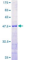 Human RTN1 / Reticulon 1 Protein (Recombinant GST)