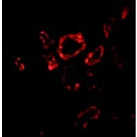 IHC-plus™ SNAI2 / SLUG Antibody