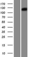 Human PCDH18 Protein (Over-Expression Lysate Myc-DDK (Flag))