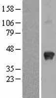 Osteonectin / SPARC Protein (Over-Expression Lysate Myc-DDK (Flag))