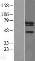 UBE2F Protein (Over-Expression Lysate Myc-DDK (Flag))