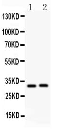 Polyclonal Rabbit anti-Rat IL-1B / IL-1 Beta Antibody (aa249-263, WB)