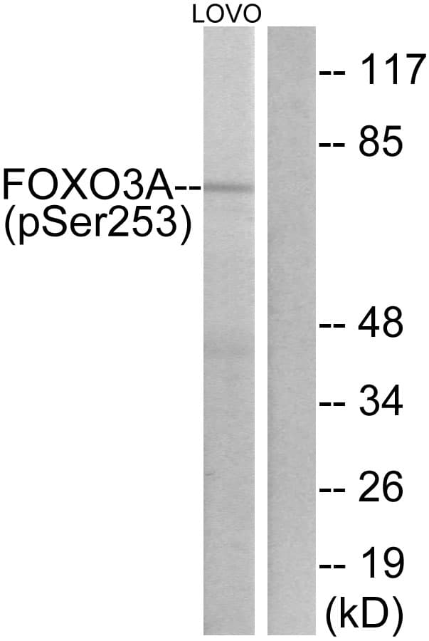 FOXO3 / FOXO3A Antibody (phospho-Ser253)