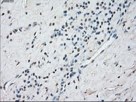 STAT1 Antibody (clone 4H9)