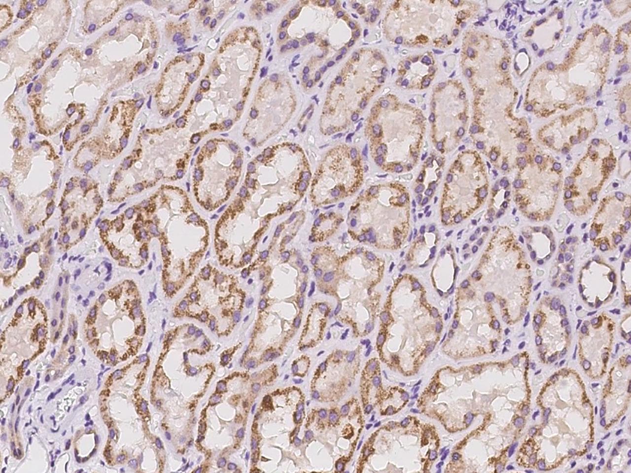 C16orf45 Antibody