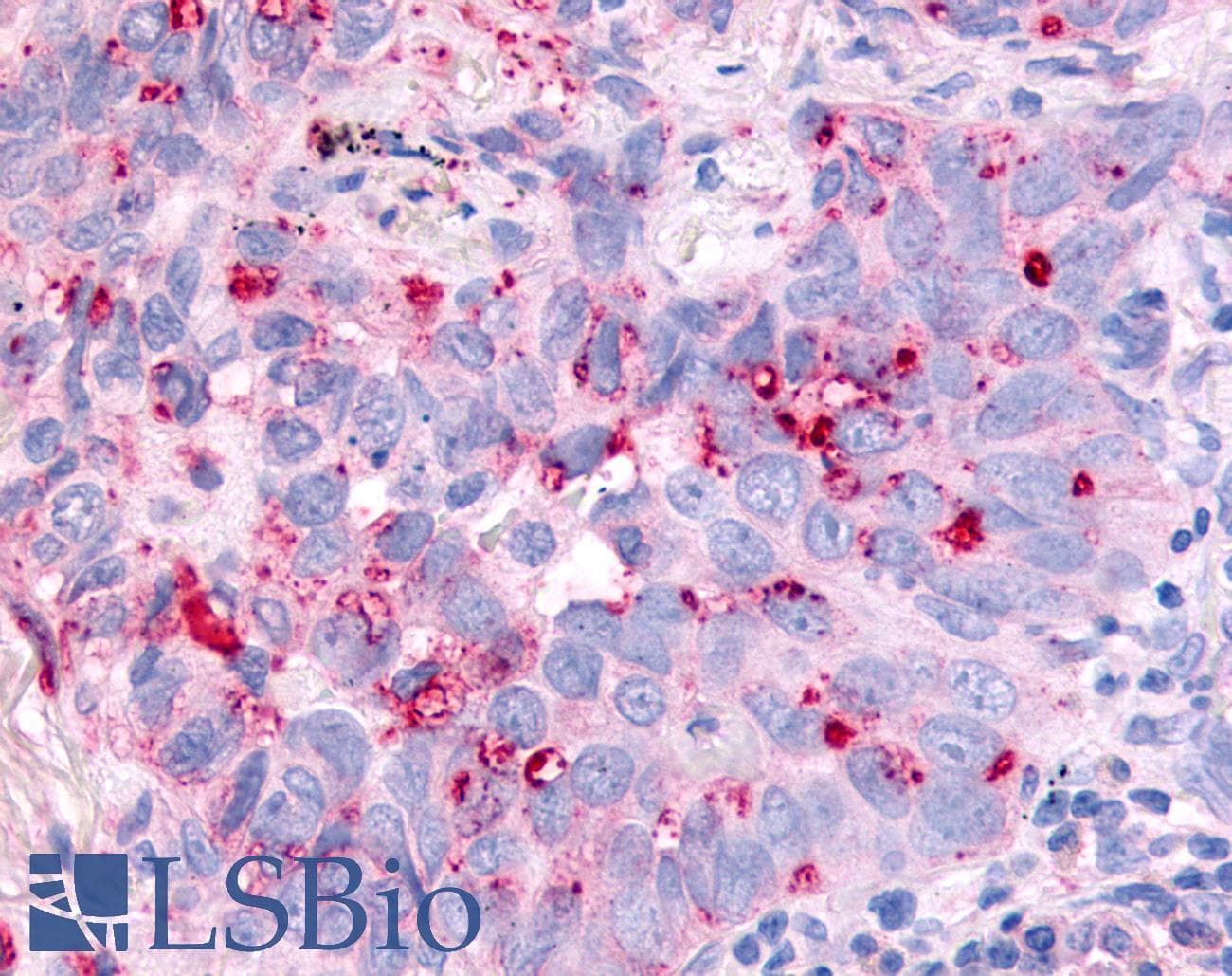 PathPlus™ CDC7 Antibody (Kinase Domain)