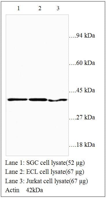 PathPlus™ Actin Antibody