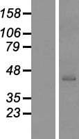 GTF2H2 Protein (Over-Expression Lysate Myc-DDK (Flag))
