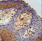 DHRS2 / HEP27 Antibody (aa197-225)