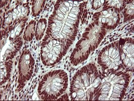RAPGEF1 Antibody (clone OTI2C3, Carrier-free)
