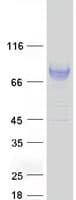 Human LILRB2 / ILT4 Protein (Recombinant Myc-DDK (Flag))