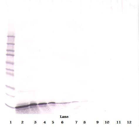 CXCL9 / MIG Antibody