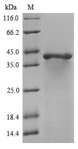 Mouse GNAO1 Protein (Recombinant 10His, N-terminus)
