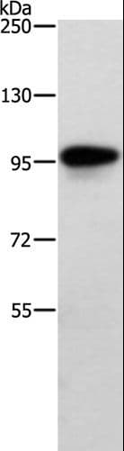 TRAF3IP1 Antibody