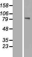 GNS Protein (Over-Expression Lysate Myc-DDK (Flag))