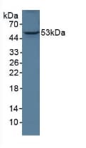 ANGPTL3 Antibody (aa22-281)