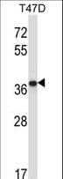 PP2CB / PPP2CB Antibody (aa278-307)