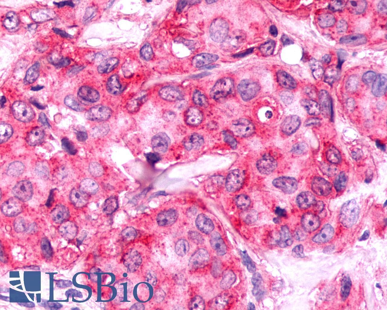PathPlus™ FZD9 / Frizzled 9 Antibody (N-Terminus)